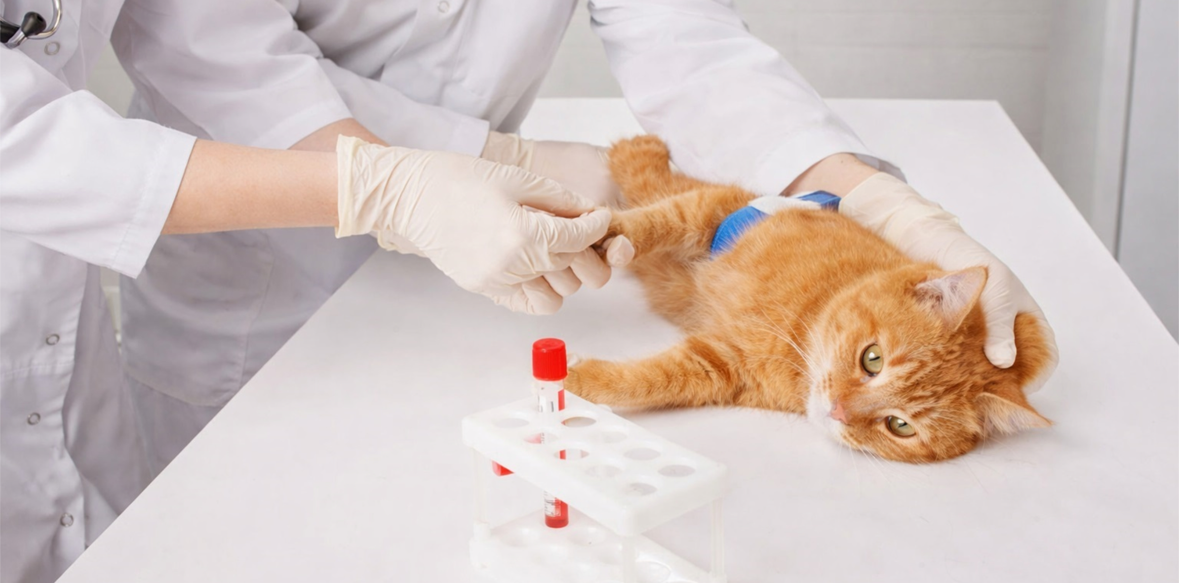 У кошки берут анализ крови