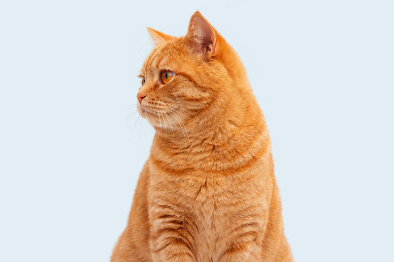 Цистит у кошек – как распознать, лечить и предотвратить рецидивы